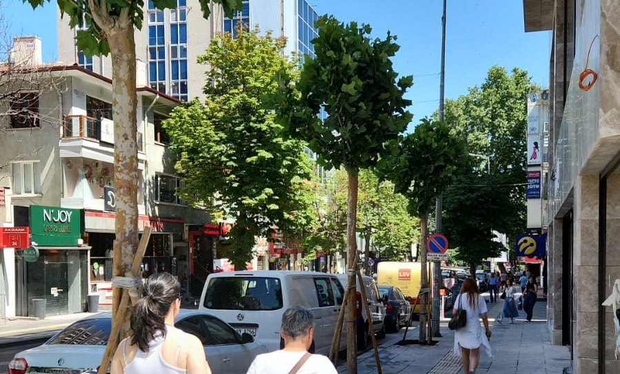 YİTİRDİĞİMİZ AĞAÇLARIMIZ YAVAŞ YAVAŞ GERİ GELİYOR